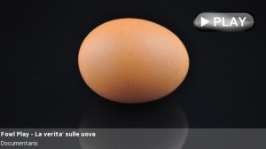 produzione-uova-galline-ovaiole